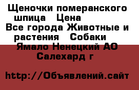 Щеночки померанского шпица › Цена ­ 25 000 - Все города Животные и растения » Собаки   . Ямало-Ненецкий АО,Салехард г.